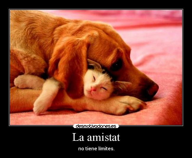 carteles amistat desmotivaciones