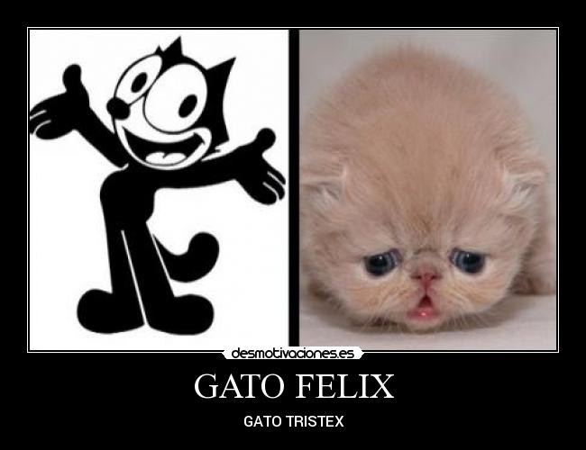 GATO FELIX - GATO TRISTEX