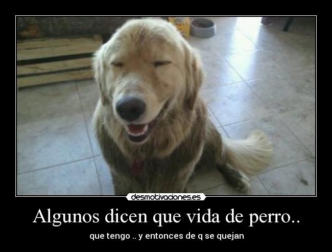 Algunos dicen que vida de perro.. -