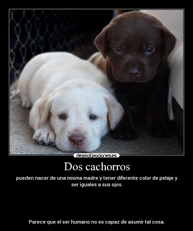 Dos cachorros - 