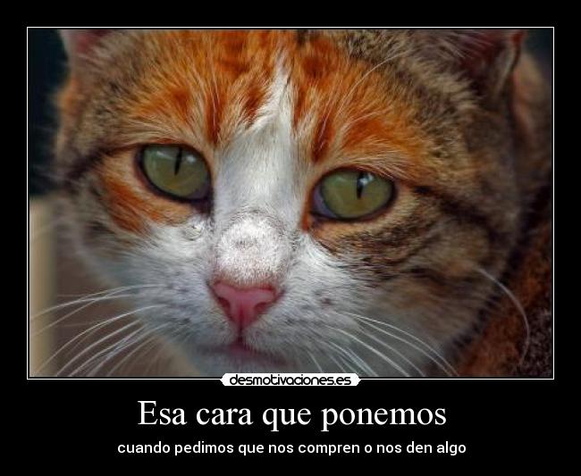 Esa cara que ponemos - cuando pedimos que nos compren o nos den algo