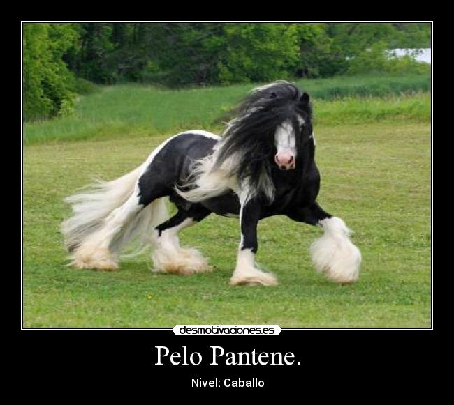 Pelo Pantene. - 