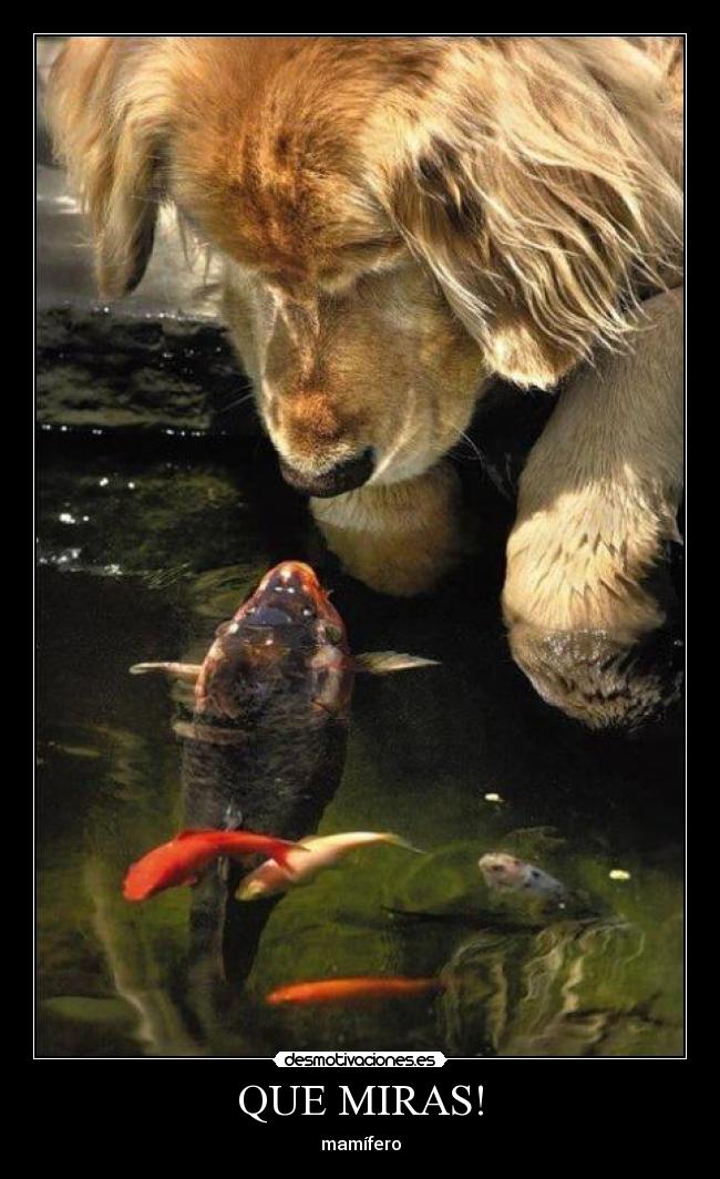 QUE MIRAS! - mamífero