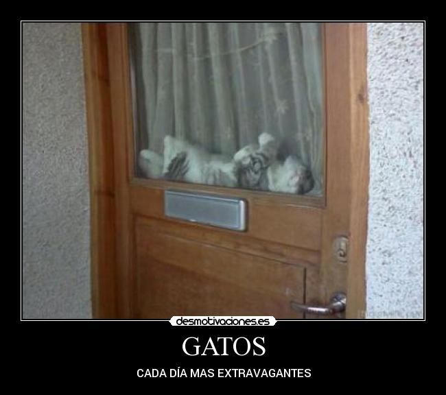 GATOS - CADA DÍA MAS EXTRAVAGANTES