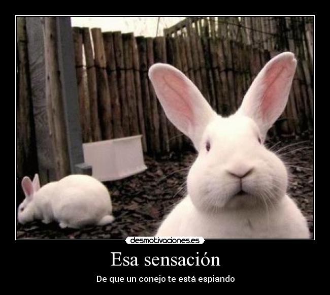 Esa sensación - De que un conejo te está espiando