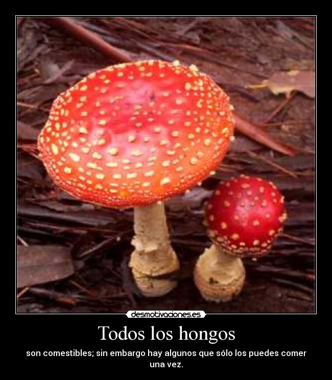 Todos los hongos - 