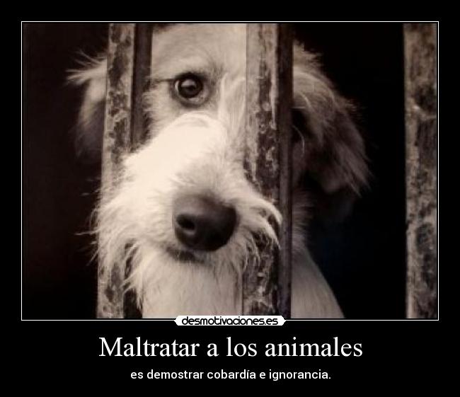 Maltratar a los animales - 