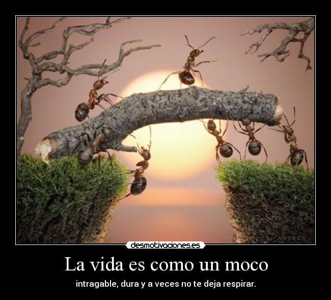 La vida es como un moco - intragable, dura y a veces no te deja respirar.