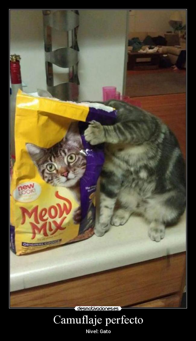 carteles gatoscin camuflaje jaja que chistoso duele cabeza que subir ajajaj ver less desmotivaciones