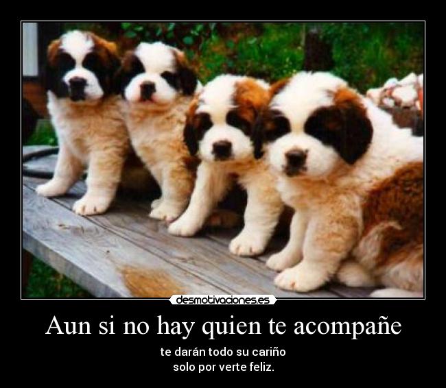 Aun si no hay quien te acompañe - 