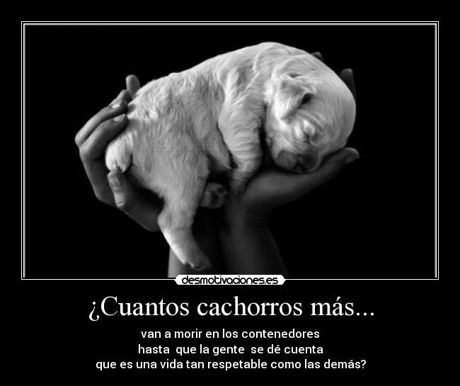 ¿Cuantos cachorros más... - van a morir en los contenedores
hasta que la gente se dé cuenta
que es una vida tan respetable como las demás?