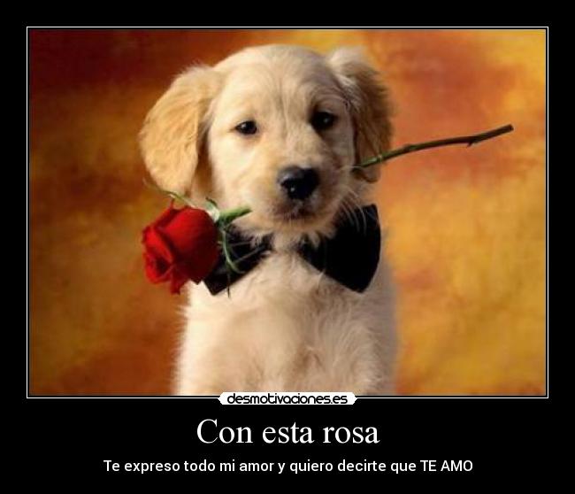 Con esta rosa - Te expreso todo mi amor y quiero decirte que TE AMO