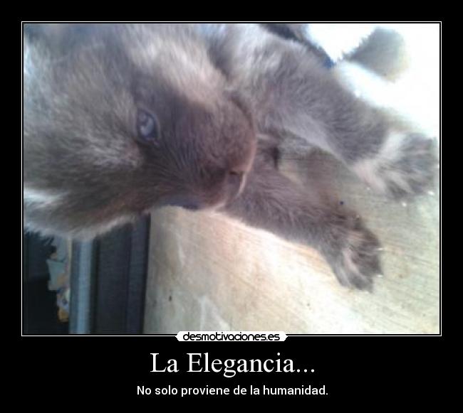 La Elegancia... -