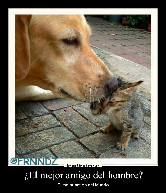 ¿El mejor amigo del hombre? - El mejor amigo del Mundo
