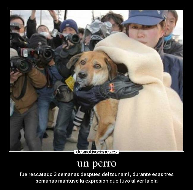 un perro -