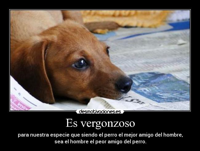 Es vergonzoso - para nuestra especie que siendo el perro el mejor amigo del hombre,
sea el hombre el peor amigo del perro.