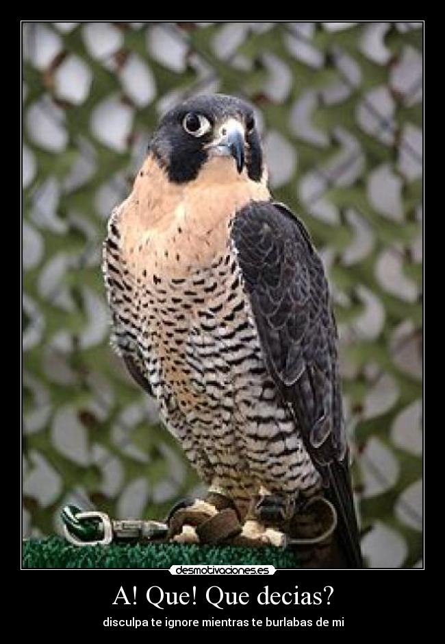 A! Que! Que decias? - disculpa te ignore mientras te burlabas de mi