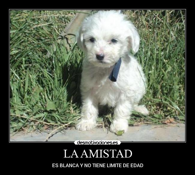 LA AMISTAD - ES BLANCA Y NO TIENE LIMITE DE EDAD