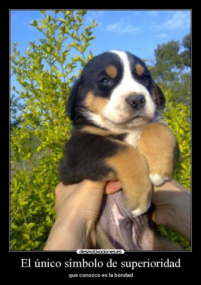 El único símbolo de superioridad - que conozco es la bondad