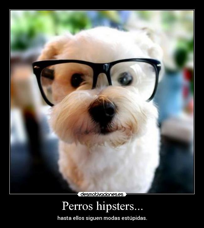 Perros hipsters... - hasta ellos siguen modas estúpidas.