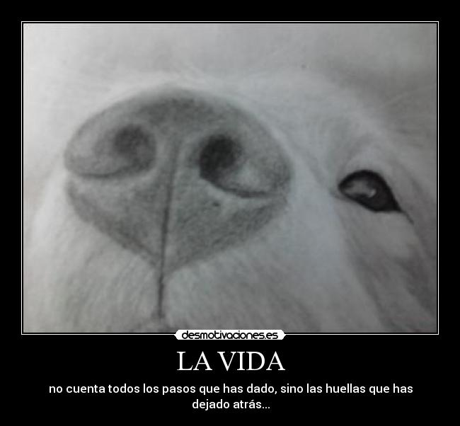 carteles vida vida desmotivaciones
