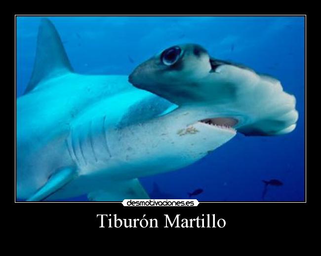 Tiburón Martillo - 