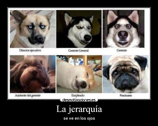 carteles jerarquia desmotivaciones