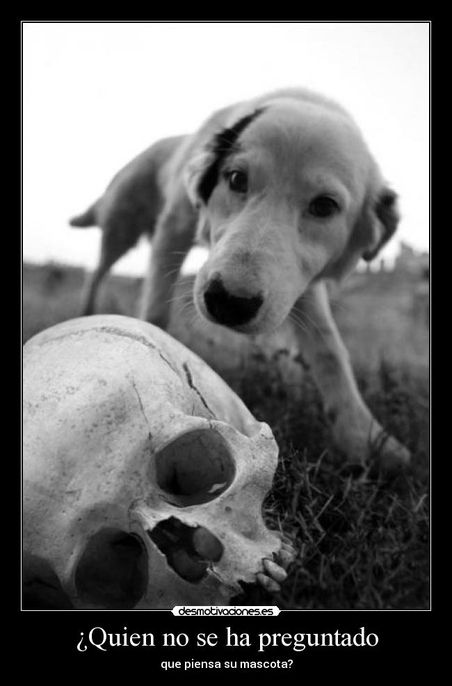 ¿Quien no se ha preguntado - que piensa su mascota?