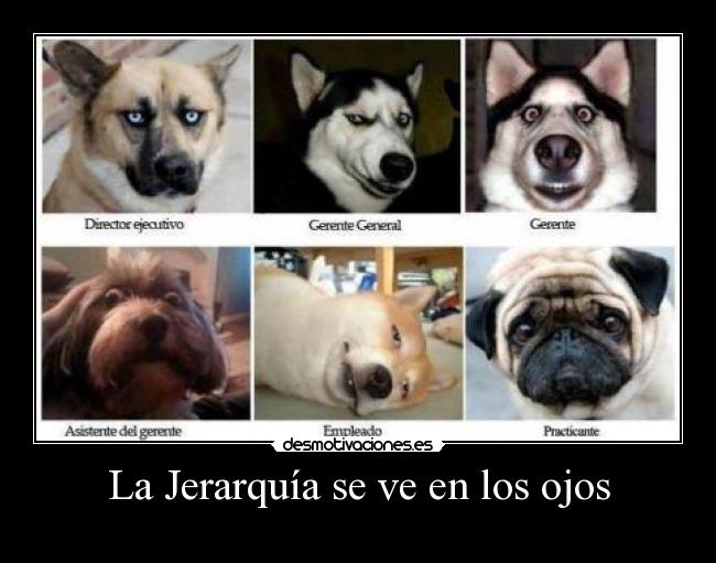 La Jerarquía se ve en los ojos -