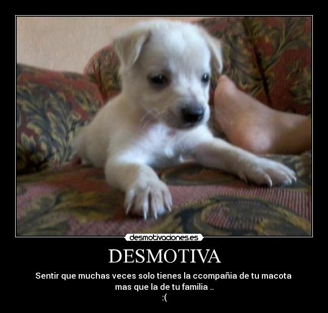 DESMOTIVA - Sentir que muchas veces solo tienes la ccompañia de tu macota
mas que la de tu familia ..
:(