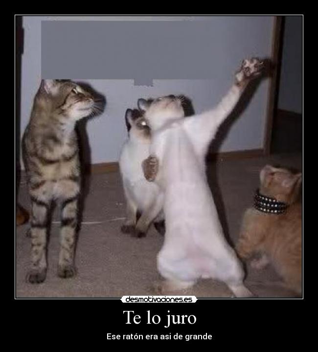 carteles raton gatosgrande desmotivaciones