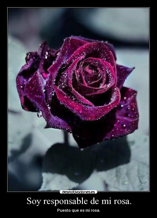 Soy responsable de mi rosa. - 