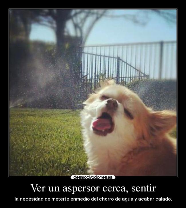 Ver un aspersor cerca, sentir - la necesidad de meterte enmedio del chorro de agua y acabar calado.