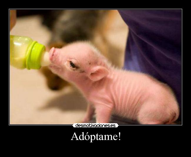 Adóptame! - 