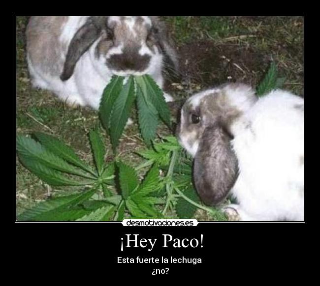 ¡Hey Paco! - Esta fuerte la lechuga 
¿no?