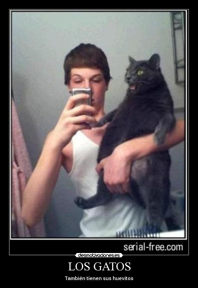 LOS GATOS - También tienen sus huevitos