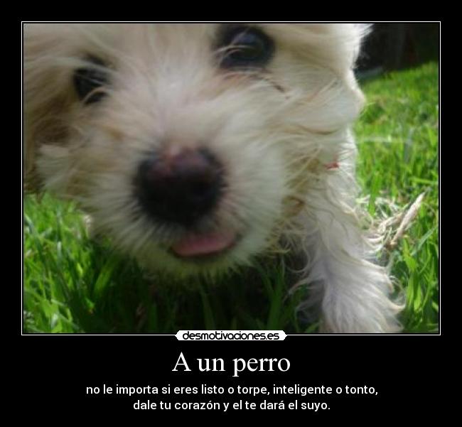 A un perro - 