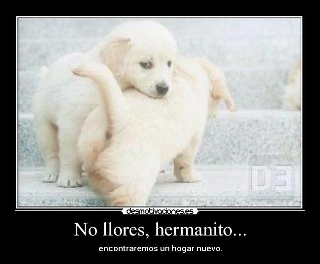 carteles pelao desmotivaciones