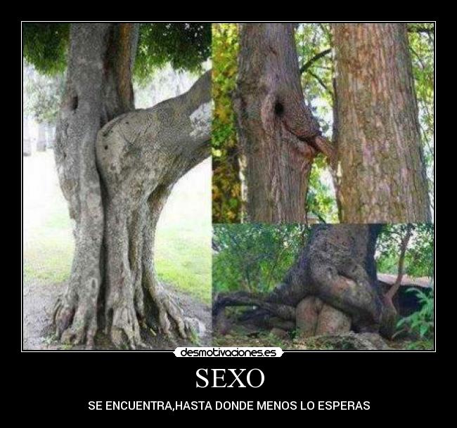 SEXO -