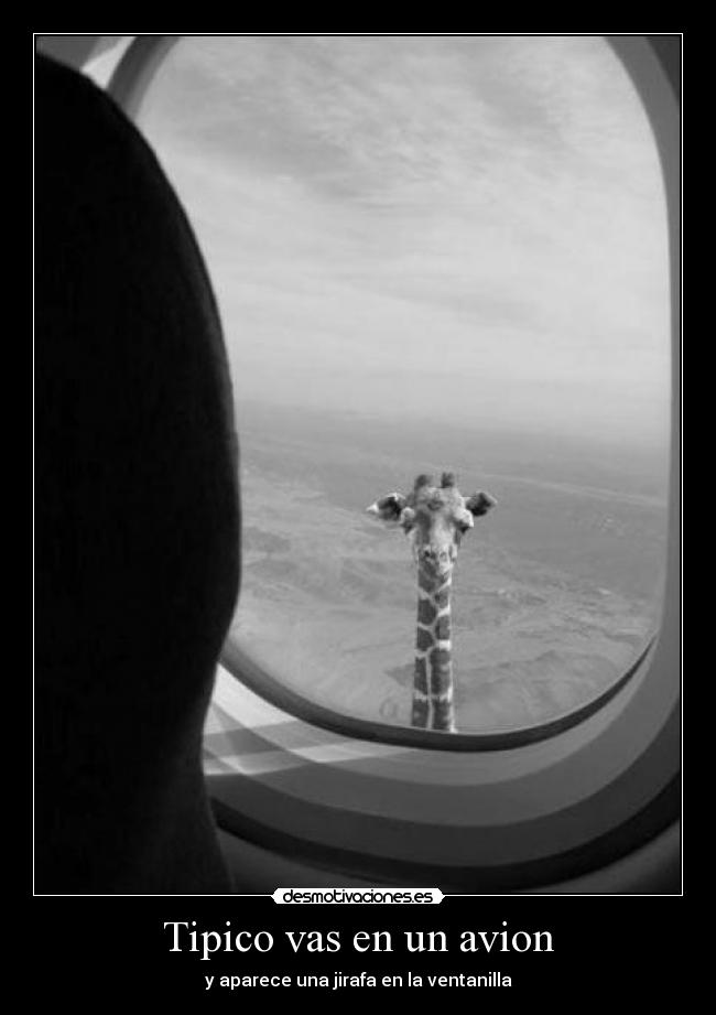 Tipico vas en un avion - y aparece una jirafa en la ventanilla