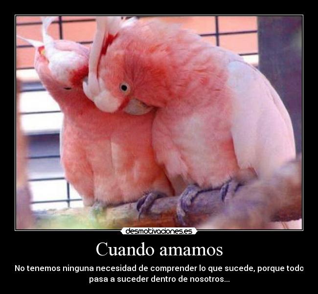 Cuando amamos - No tenemos ninguna necesidad de comprender lo que sucede, porque todo
pasa a suceder dentro de nosotros...