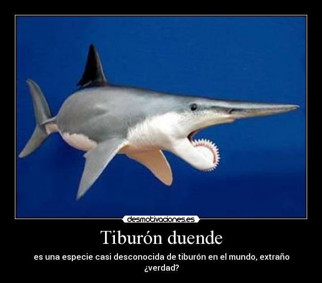 Tiburón duende - es una especie casi desconocida de tiburón en el mundo, extraño ¿verdad?