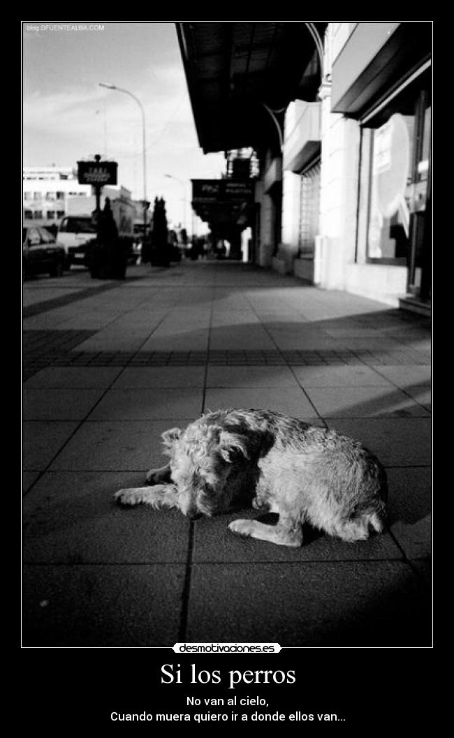 Si los perros - 