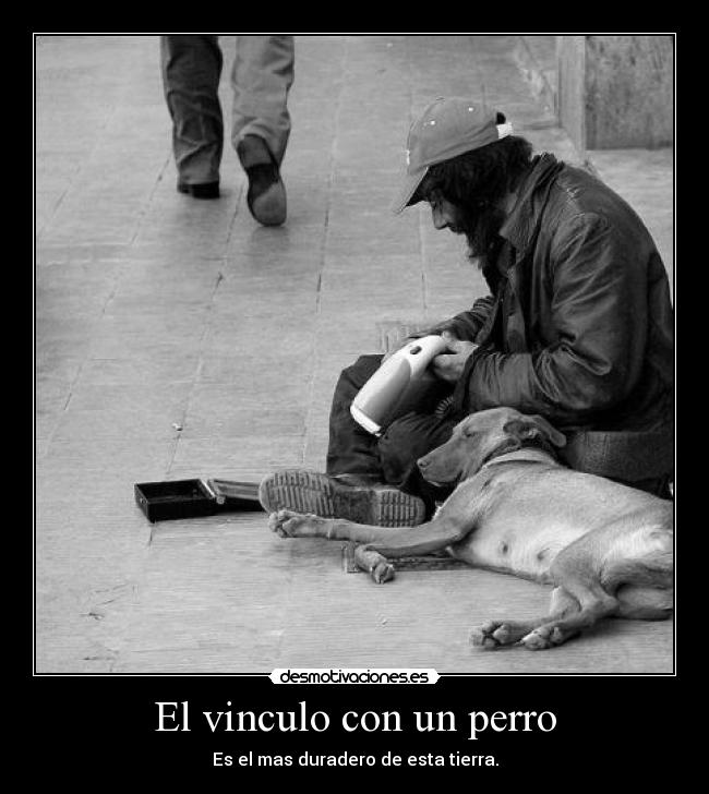carteles perrito calle amo igual pobres personas animalitos dios ayudalos dales que necesit desmotivaciones
