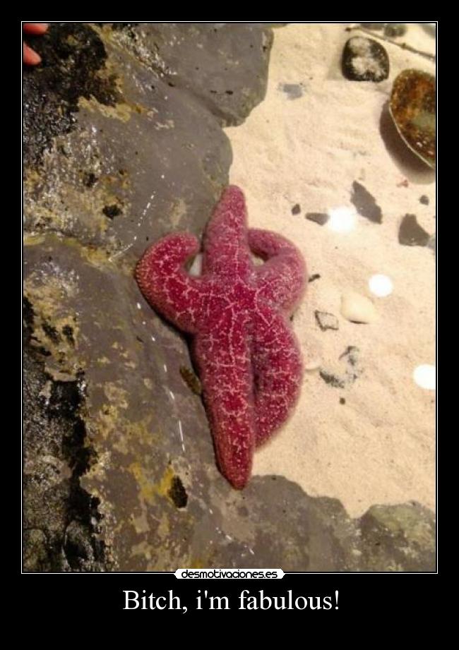 Bitch, im fabulous! -