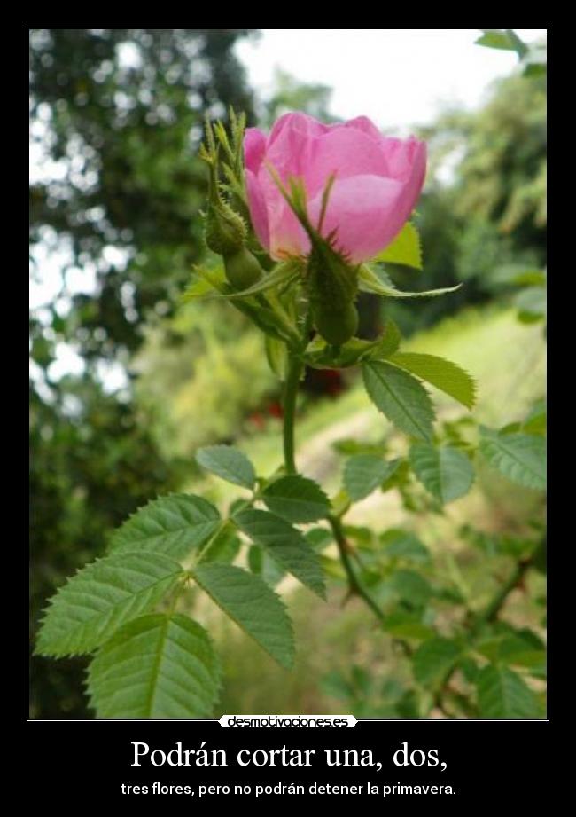 Podrán cortar una, dos, - tres flores, pero no podrán detener la primavera.