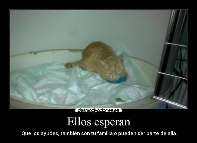 Ellos esperan - 