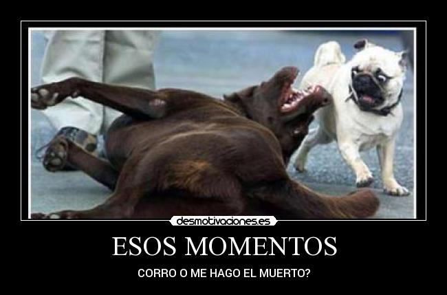ESOS MOMENTOS - CORRO O ME HAGO EL MUERTO?