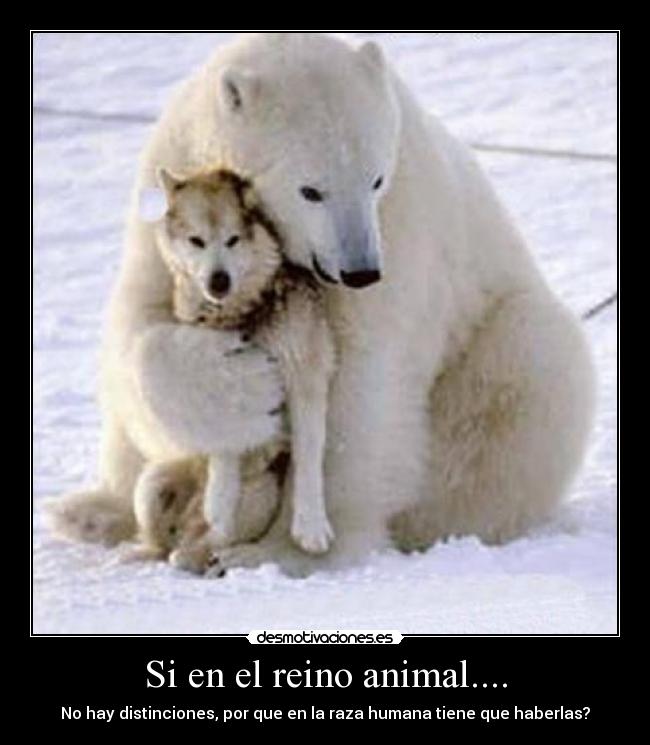 Si en el reino animal.... - No hay distinciones, por que en la raza humana tiene que haberlas?