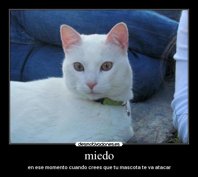 miedo - en ese momento cuando crees que tu mascota te va atacar